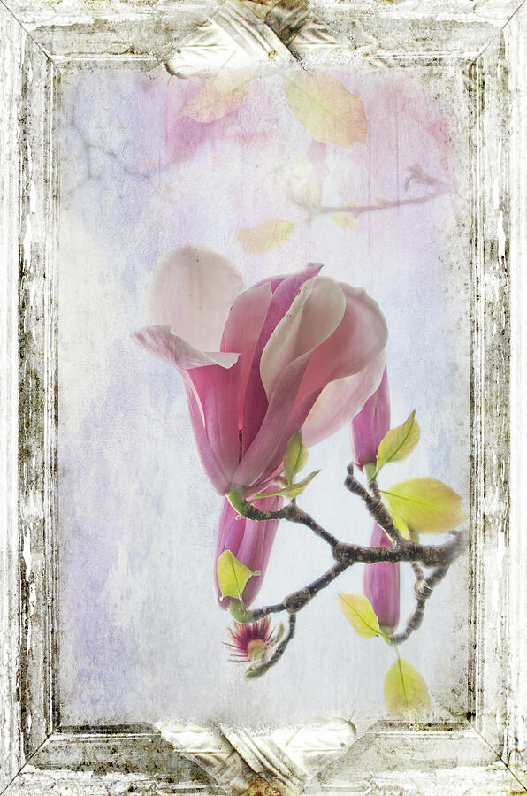 Blooming Magnolia Flowers Photograph by Marilyn Wilson