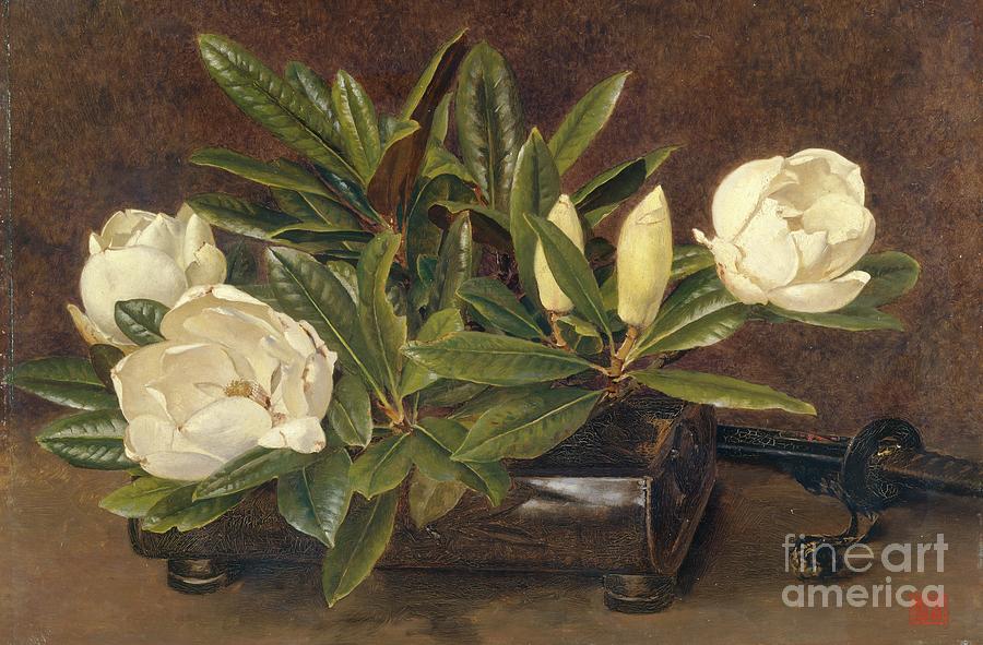 Magnolias, 1867-1920 Drawing by Heritage Images