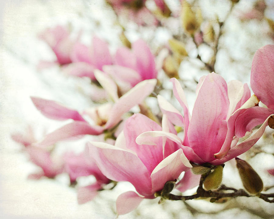 Magnolias Photograph by Lupen Grainne