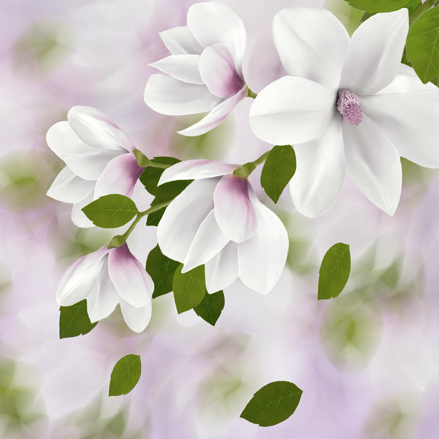 Magnolias Digital Art by Nina Bradica