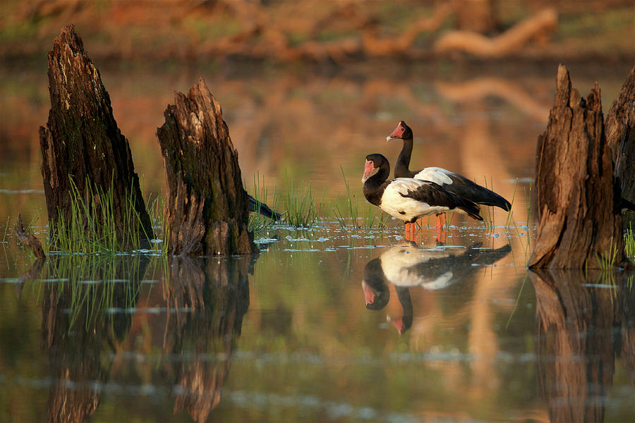 Wildlife Photograph - Magpie Goose At Sunrise
, 
Queensland, Australia by Tim Laman / Naturepl.com