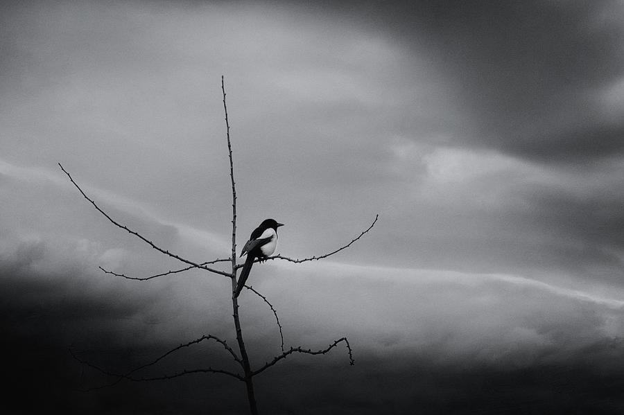 Black And White Photograph - Magpie In A Ginkgo Biloba Tree by Lotte Grnkjr