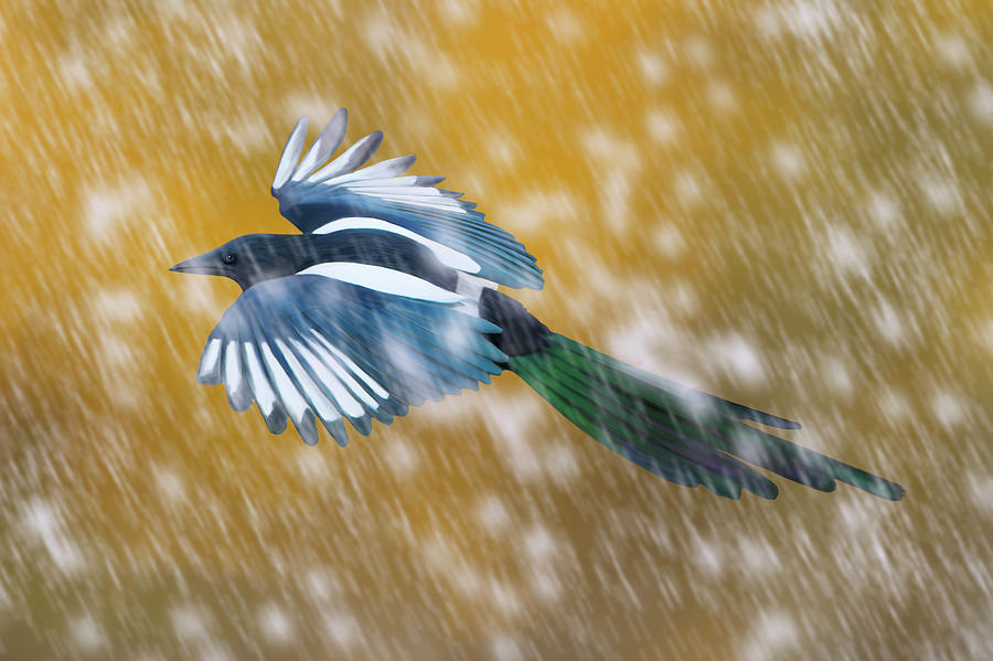 Magpie in Autumn Snow by Mark Miller Magpie in Autumn Snow by Mark Miller