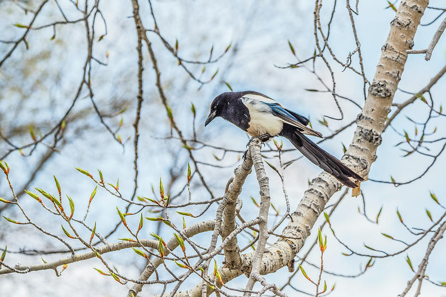 Magpie In Idaho Spring Photograph by Yeates Photography