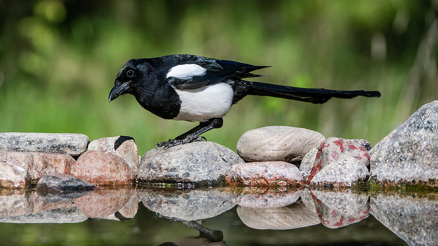 Magpie In Profile On The Rocks At The Pond Photograph
