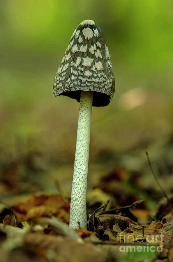 Coprinus Picaceus Photograph - Magpie Inkcap Fungus (coprinopsis Picacea) by Bob Gibbons/science Photo Library