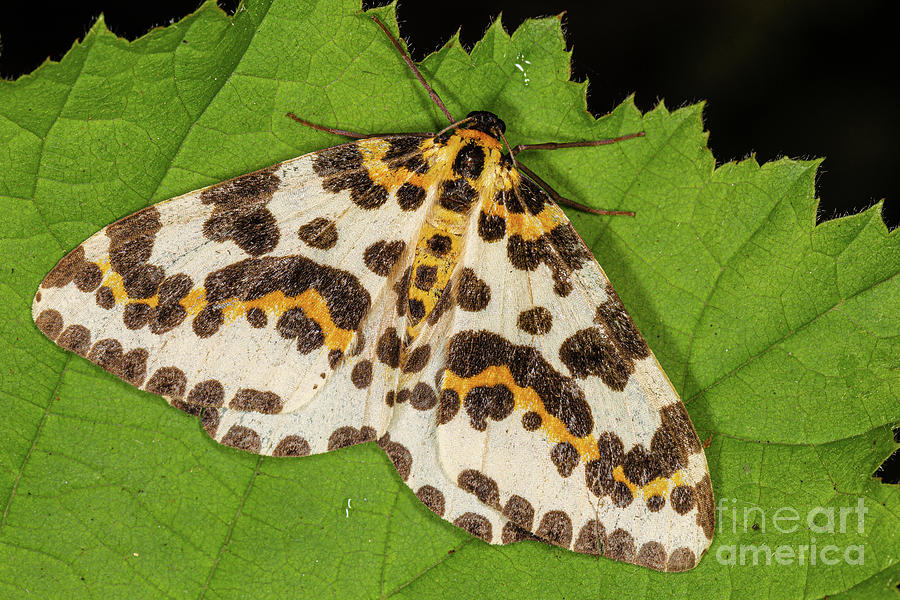 Magpie Moth by Brian Roscorla Magpie Moth by Brian Roscorla