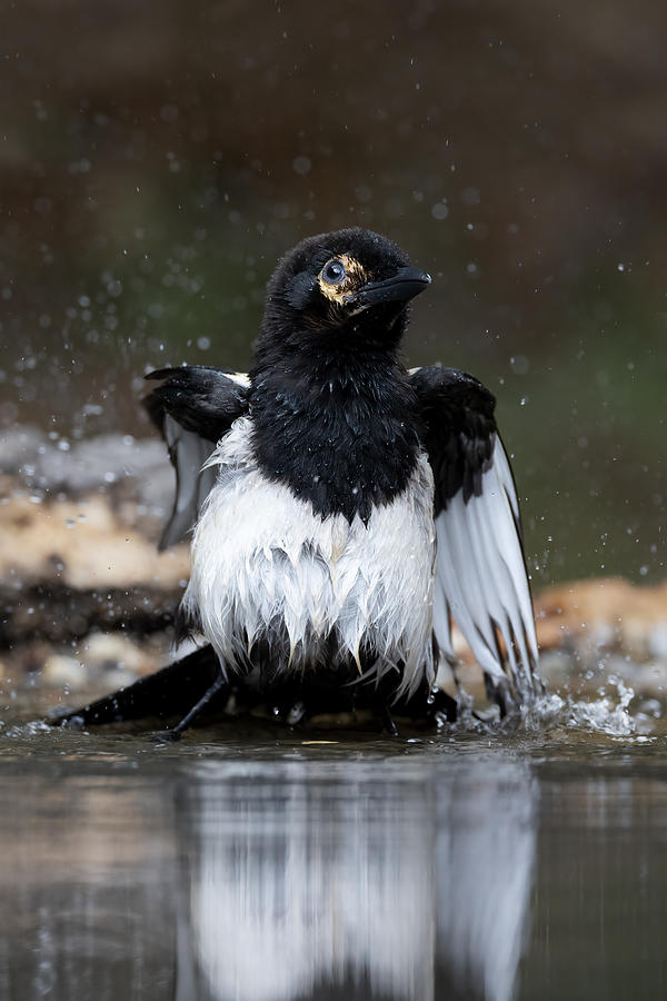 Bird Photograph - Magpie by Paolo Bolla