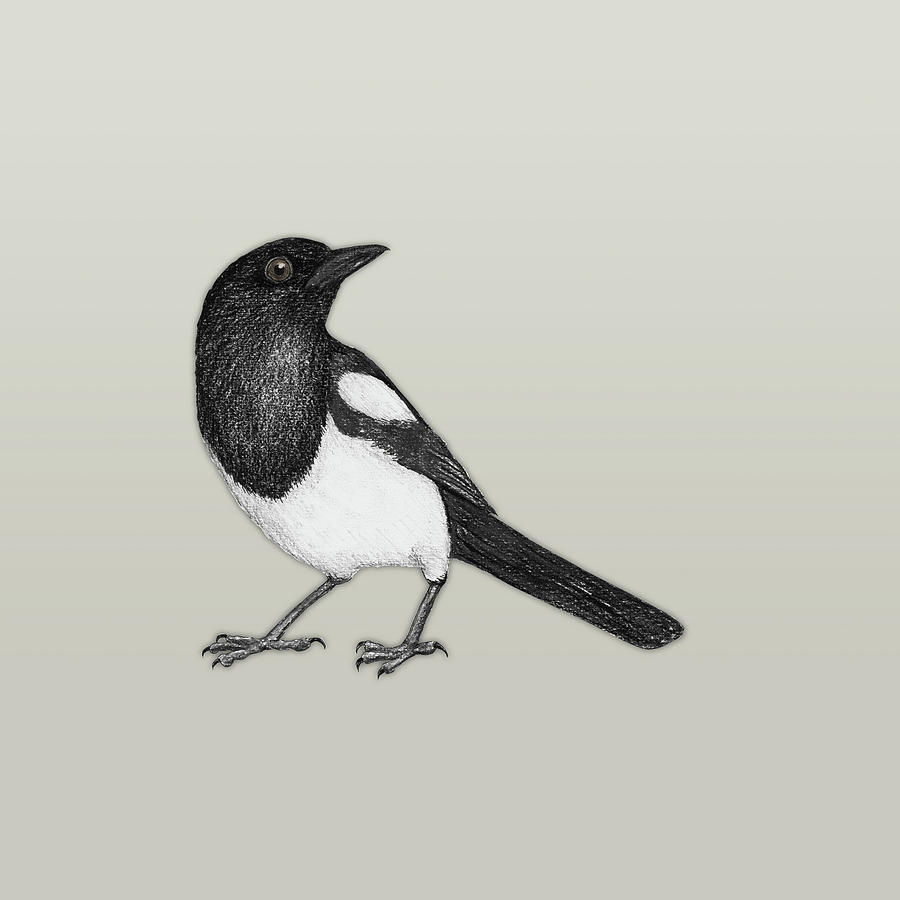 Magpie pencil drawing Drawing by Bianca Wisseloo