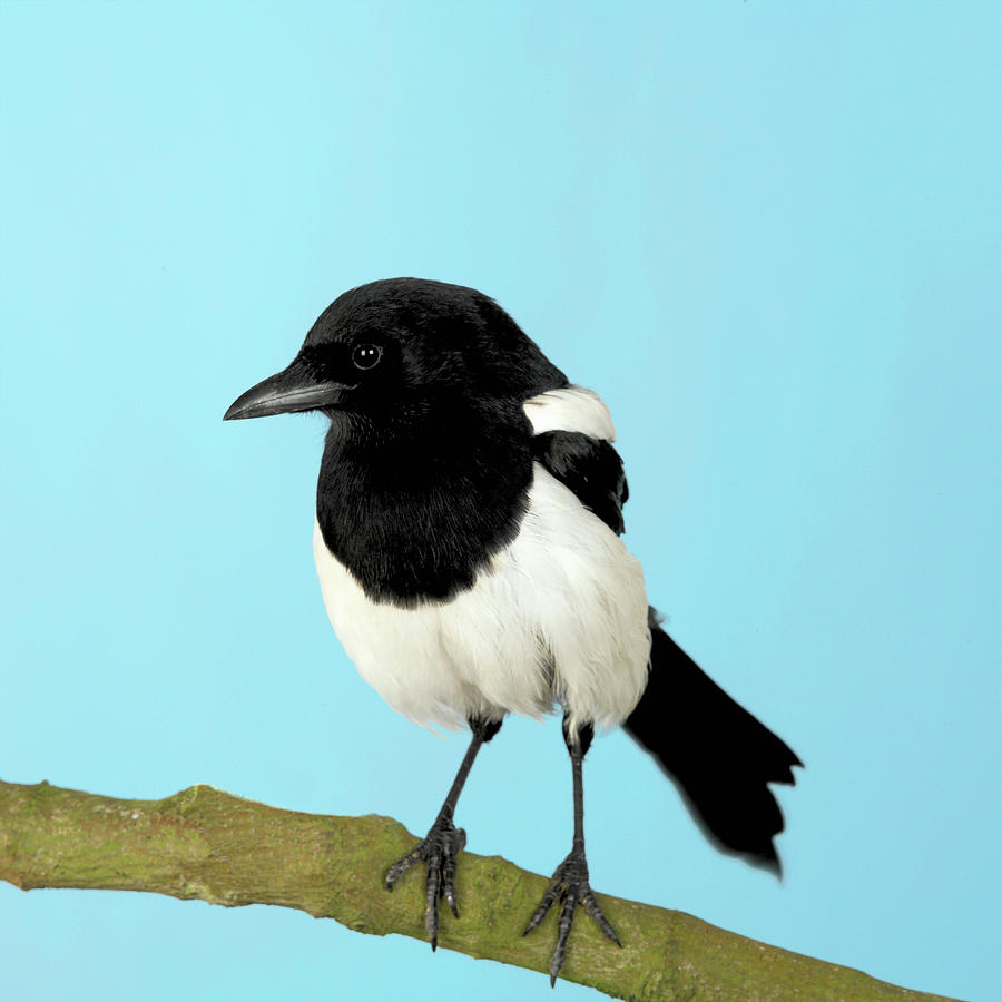 Magpie Digital Art by Simon Murrell - Fine Art America