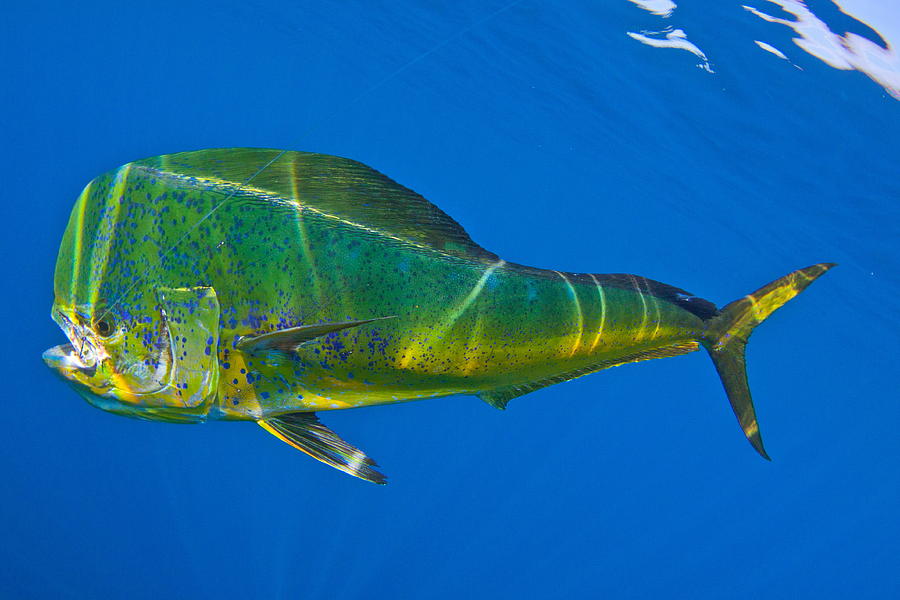 Mahi Photograph by Adrian E Gray - Pixels