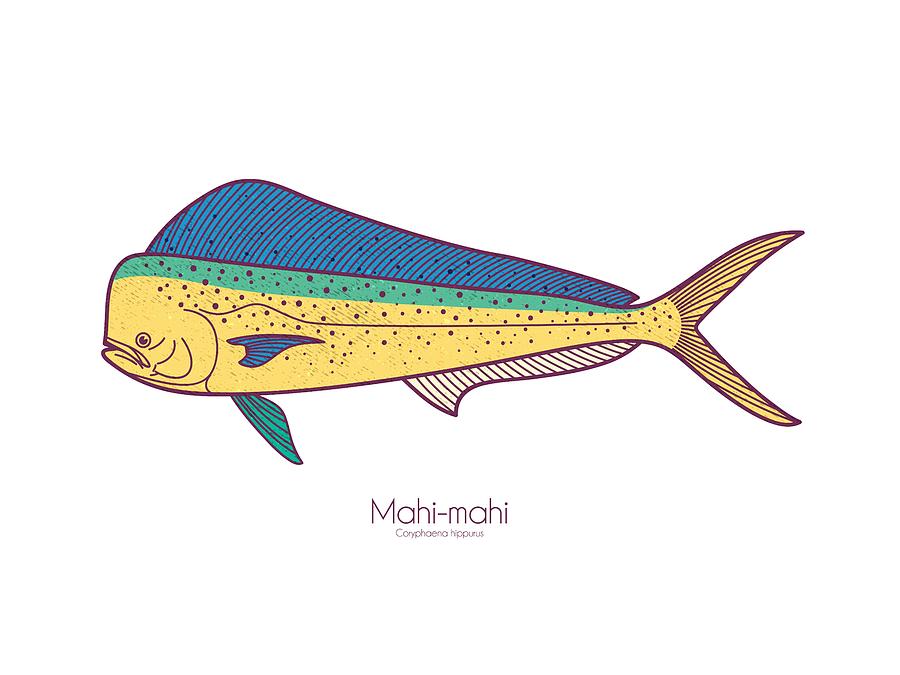 Mahi-mahi Digital Art by Kevin Putman