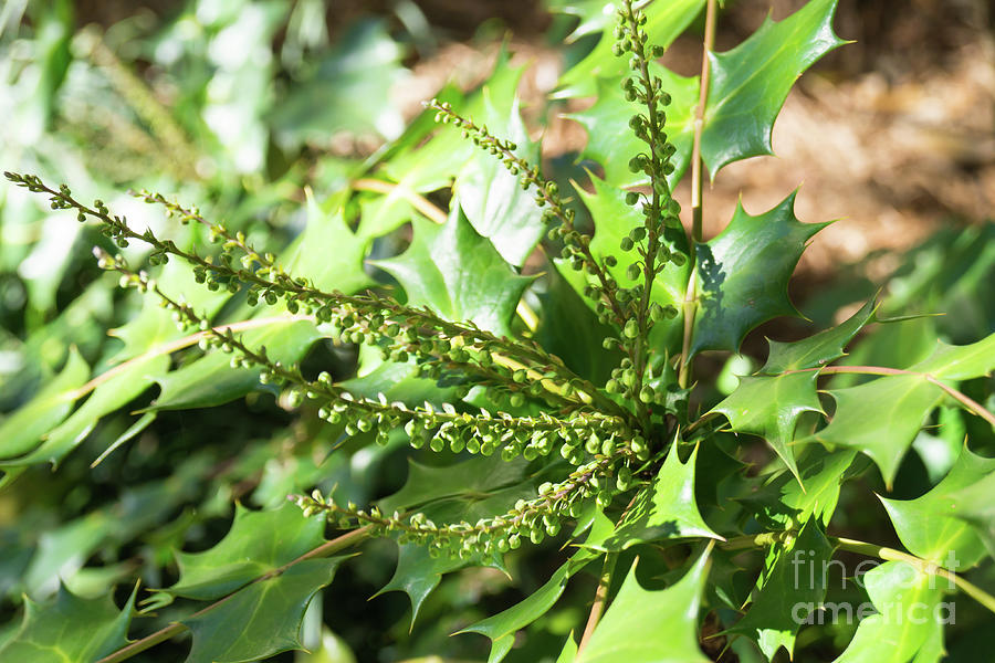 Mahonia Buds and Leaves Photograph by MM Anderson