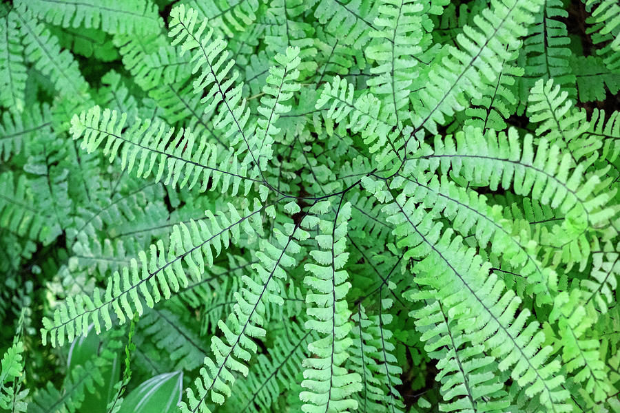 Maidenhair Fern Photograph by Lisa S. Engelbrecht - Fine Art America