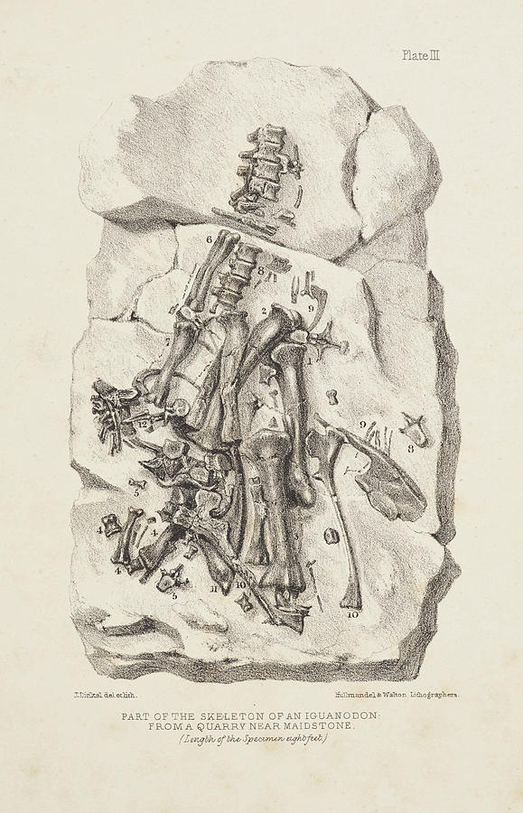 iguanodon skeleton