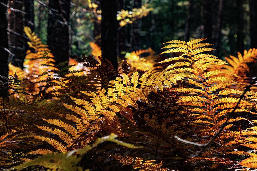 Maine Autumn Ferns Photograph by Jeff Folger