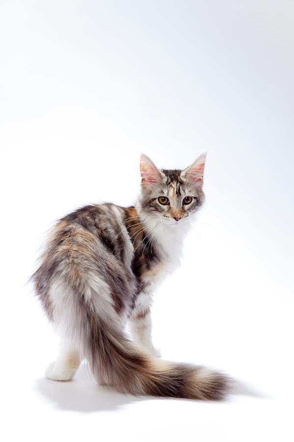 Maine Coon Cat Photograph by Ultra.f