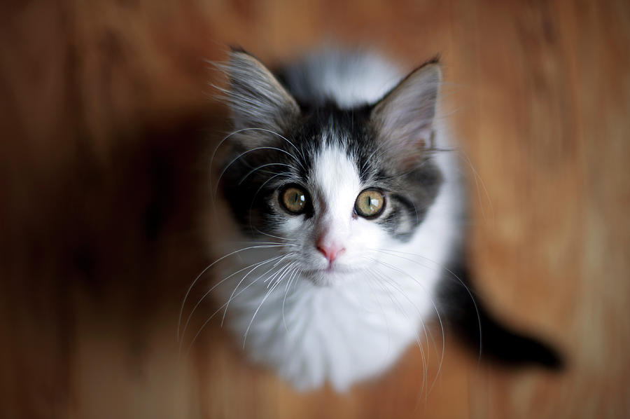 Maine Coon Kitten Photograph by Brooke Pennington