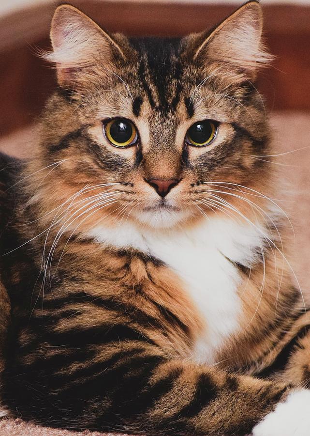Maine Coon Mix Kitty Cat Photograph by Keira Knight