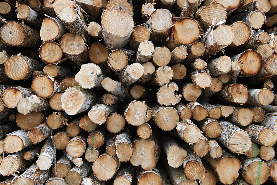 Maine Log Pile Photograph by Scott Leslie