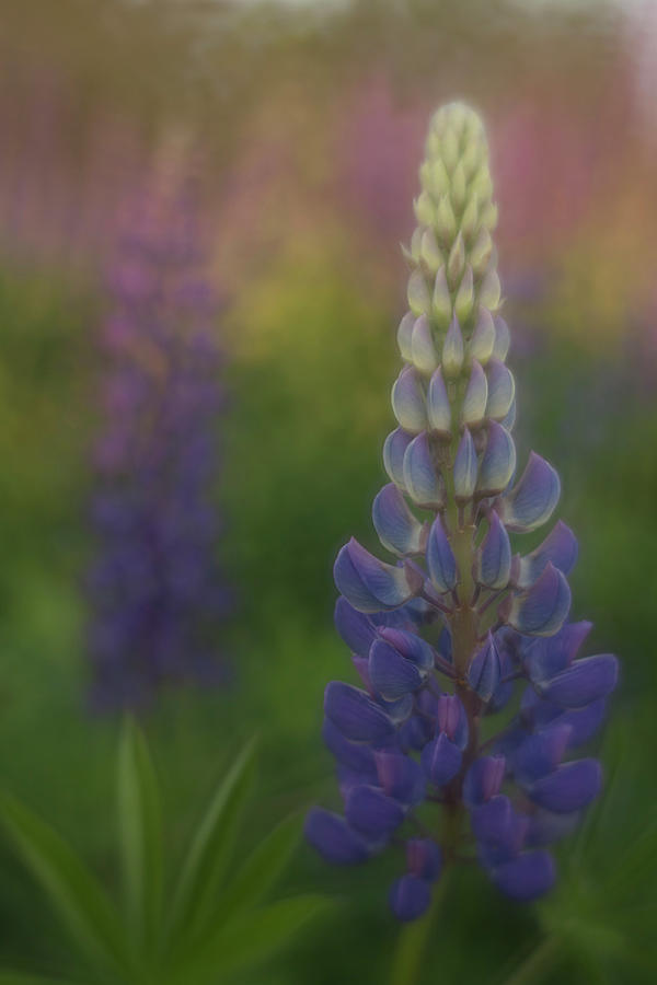 Maine Lupine Photograph by Kathleen Clemons