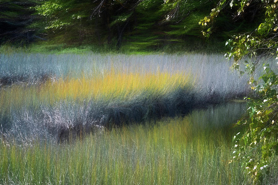 Maine Marsh Photograph by Tom Singleton
