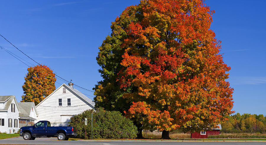 Maine, Saint Albans, Monumental Tree by Franco Cogoli