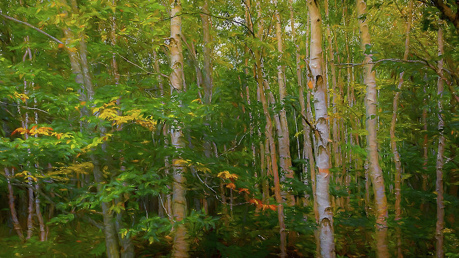 Maine White Birch Photograph by Stan Dzugan - Pixels