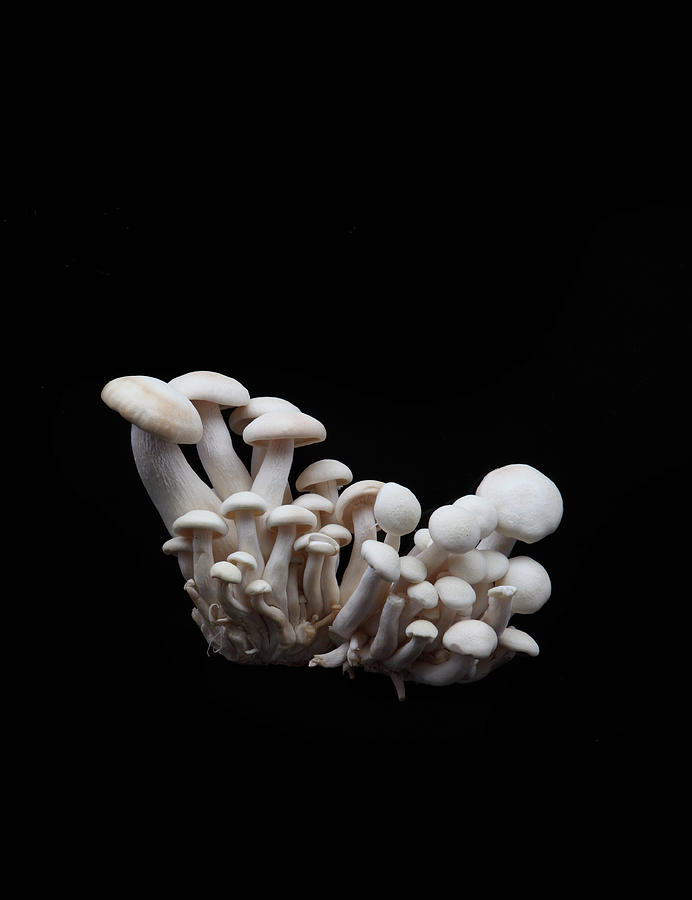 Maitaki Mushroom Photograph by Shana Novak