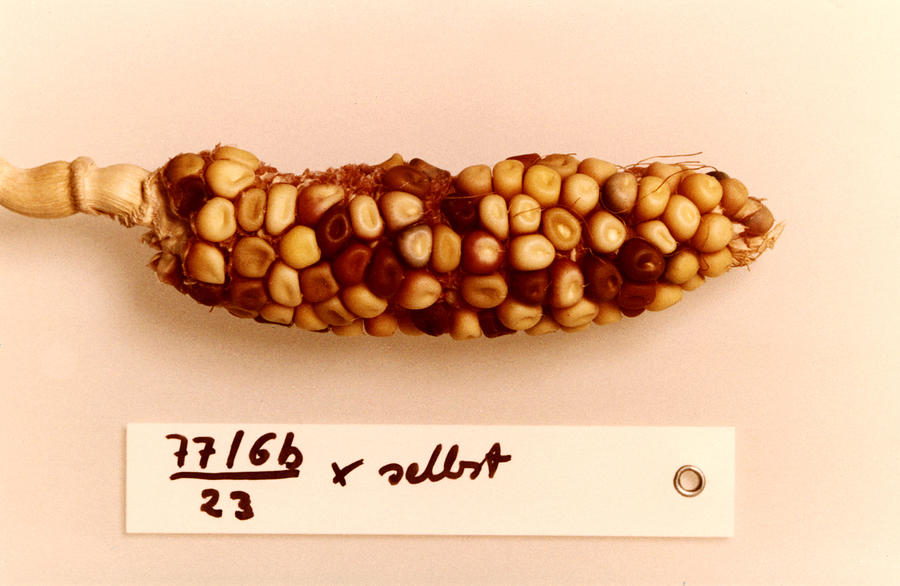 Maize Genetics Research By Barbara Photograph by Science Source
