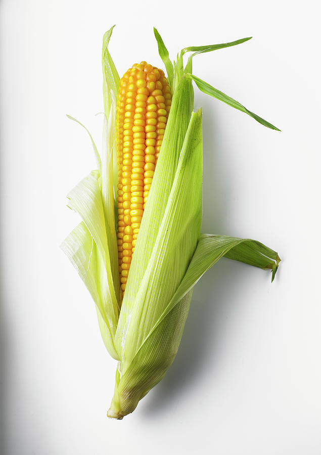 Maize, Or Feed Corn, On White Photograph by Howard Bjornson