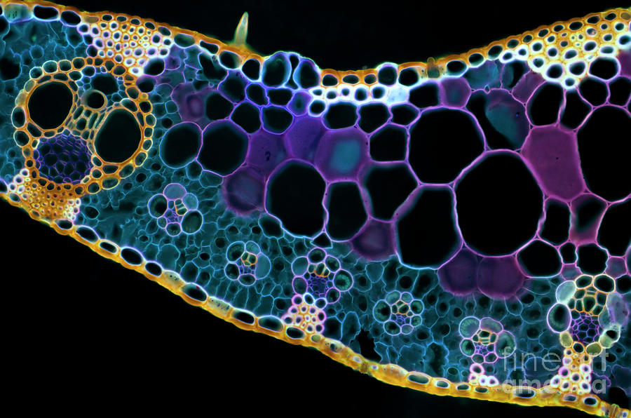 Maize (zea Mays) Leaf Photograph by Karl Gaff / Science Photo Library