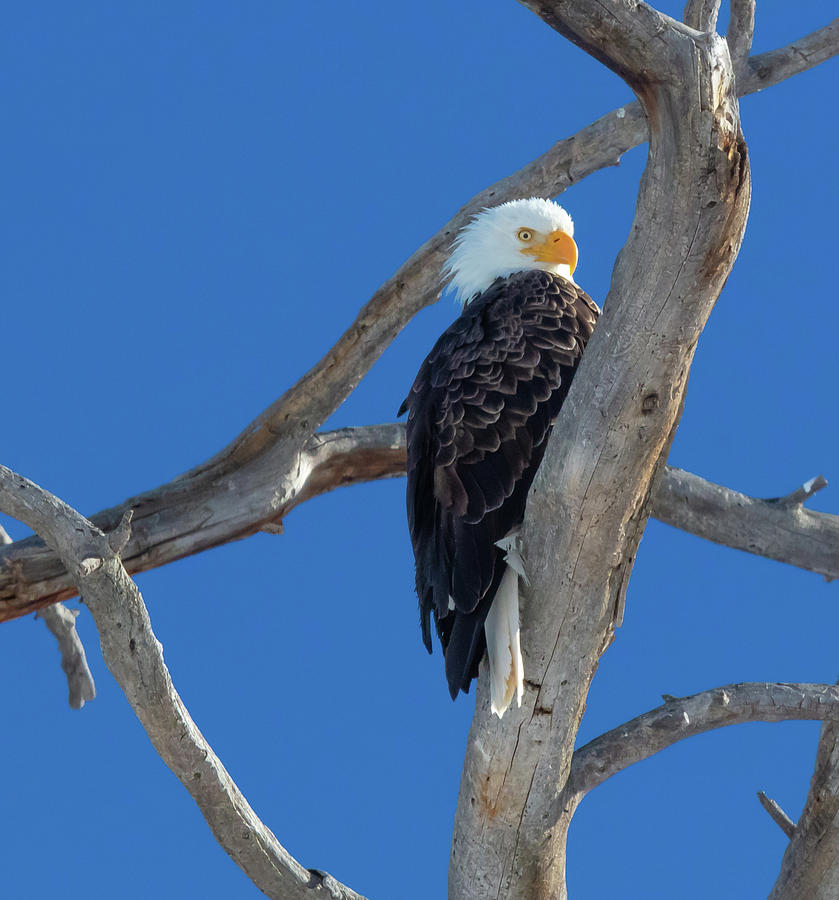 Majestic Bald Eagle by Jaquita Watters Majestic Bald Eagle by Jaquita Watters