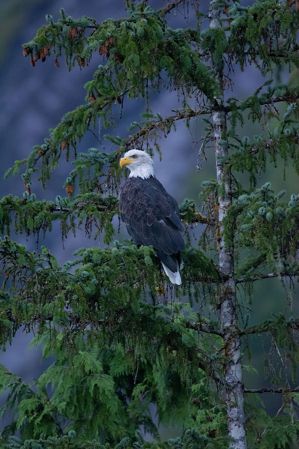 Majestic Bald Eagle Photograph by Patrick Nowotny