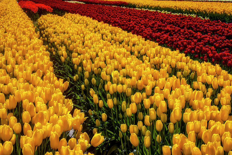 Majestic Beautiful Tulip Fields Photograph by Garry Gay