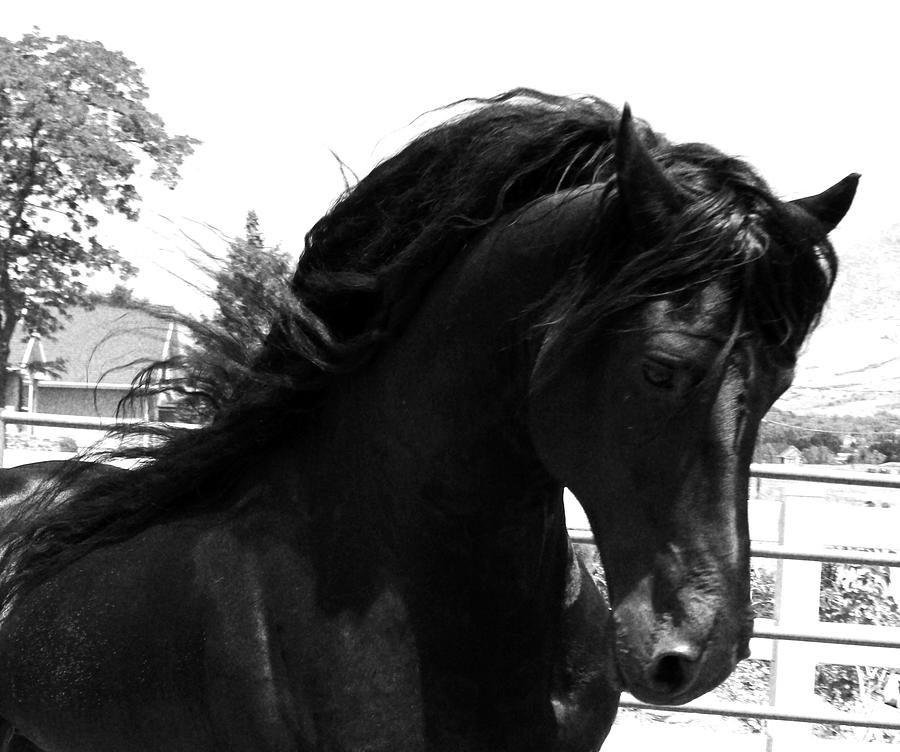 Majestic Beauty by Carol Whitaker Majestic Beauty by Carol Whitaker