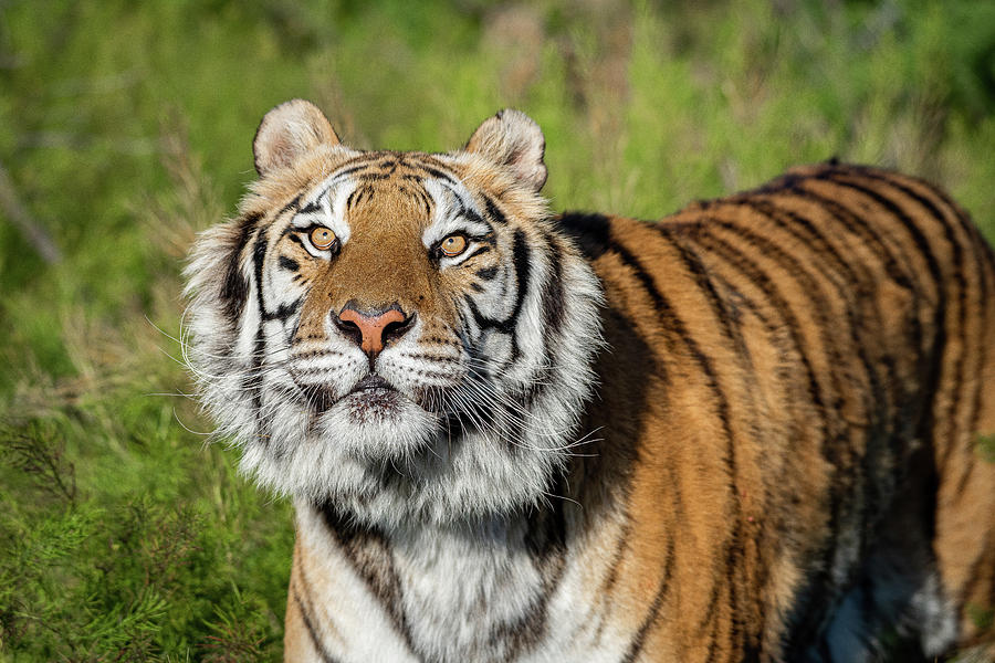 Majestic Bengal Tiger by Alana Easton-Claus