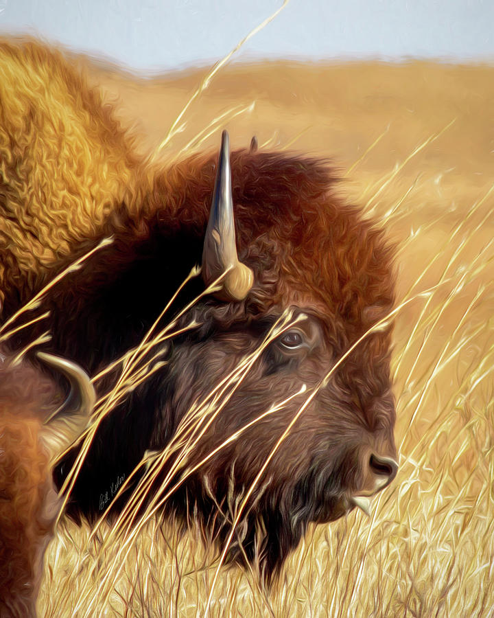 Majestic Bison Photograph by Bill Kesler