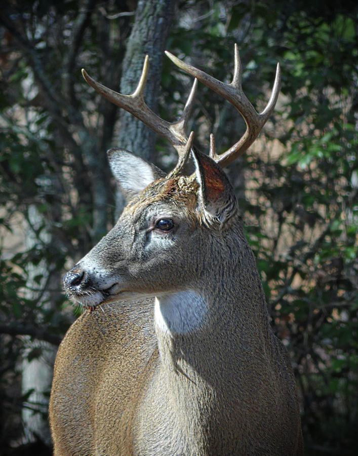 Majestic Buck 5 Photograph by Joe Duket