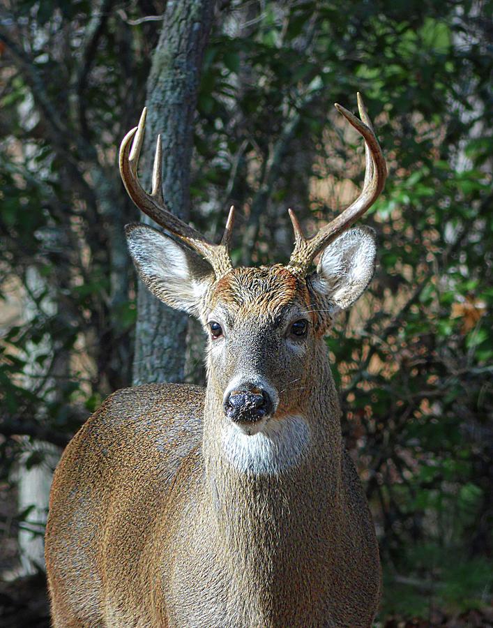 Majestic Buck 6 Photograph by Joe Duket