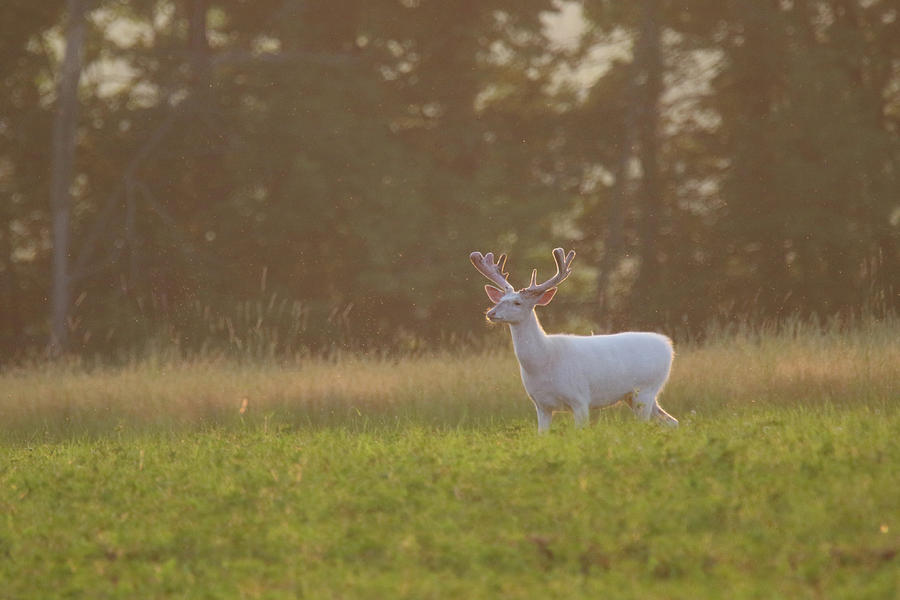 Majestic Buck in Field Photograph by Brook Burling