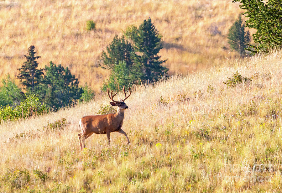 Majestic Buck in Grouse Meadow Photograph by Steven Krull