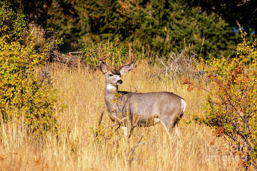 Majestic Buck Mule Deer Autumn Photograph by Steven Krull