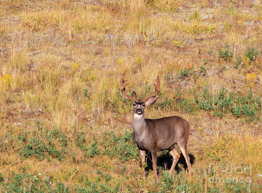 Majestic Buck Photograph by Steven Krull