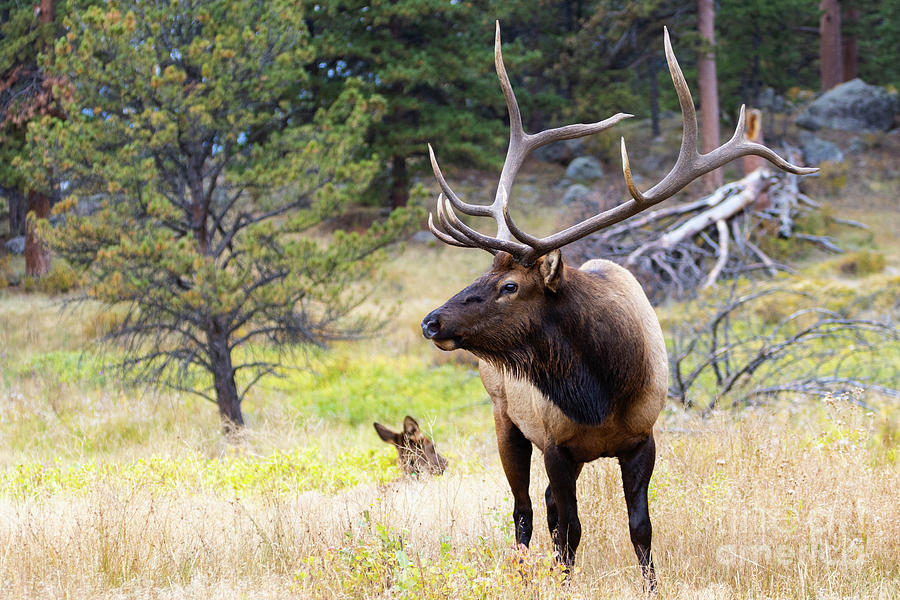 Majestic Bull Elk Guarding Herd Photograph by Steven Krull