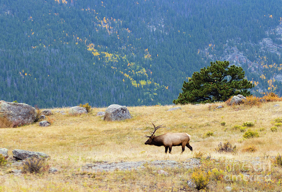 Majestic Bull Elk in a Beautiful Meadow Photograph by Steven Krull