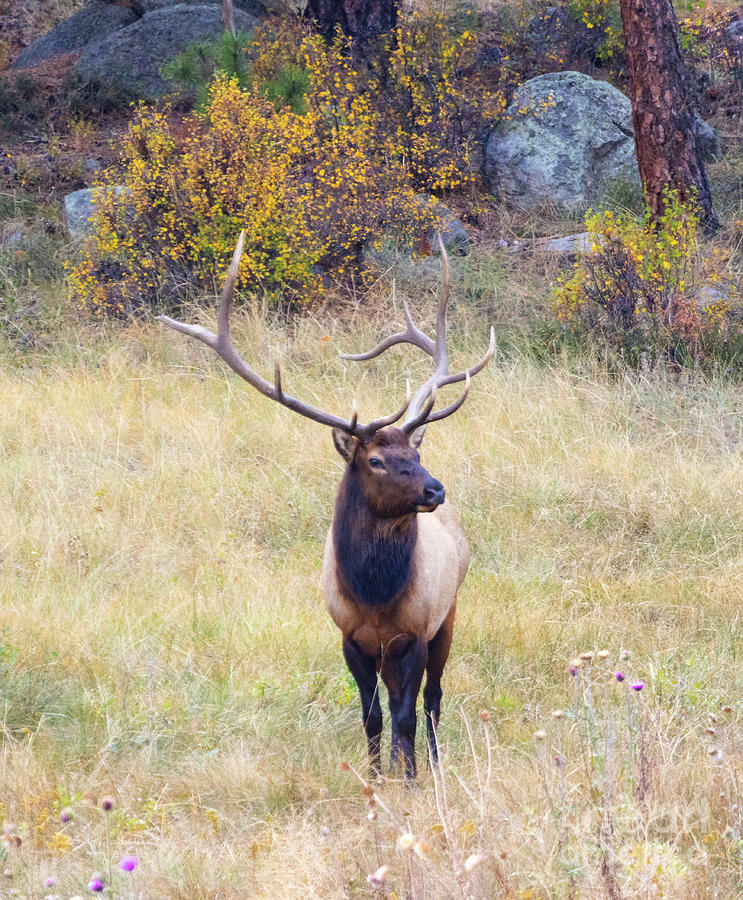 Majestic Bull Elk on a Beautiful Autumn Evening Photograph by Steven Krull