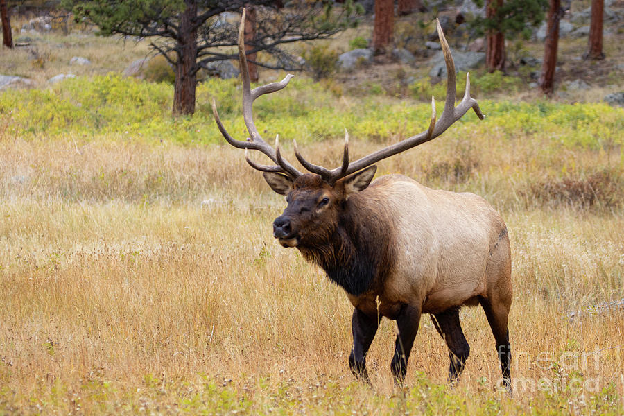 Majestic Bull Elk Standing Guard Photograph by Steven Krull