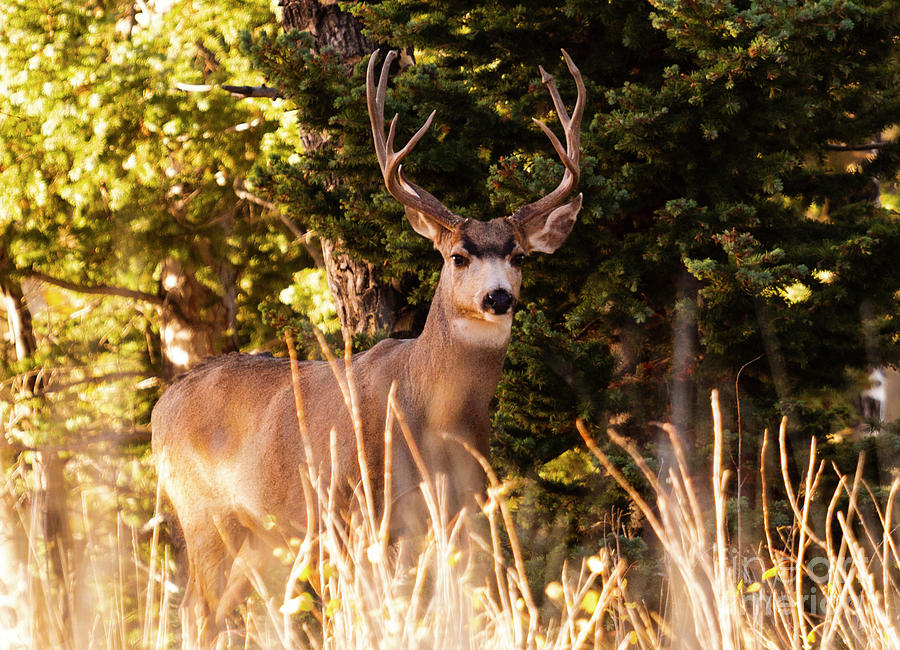 Majestic Colorado Buck Deer Photograph