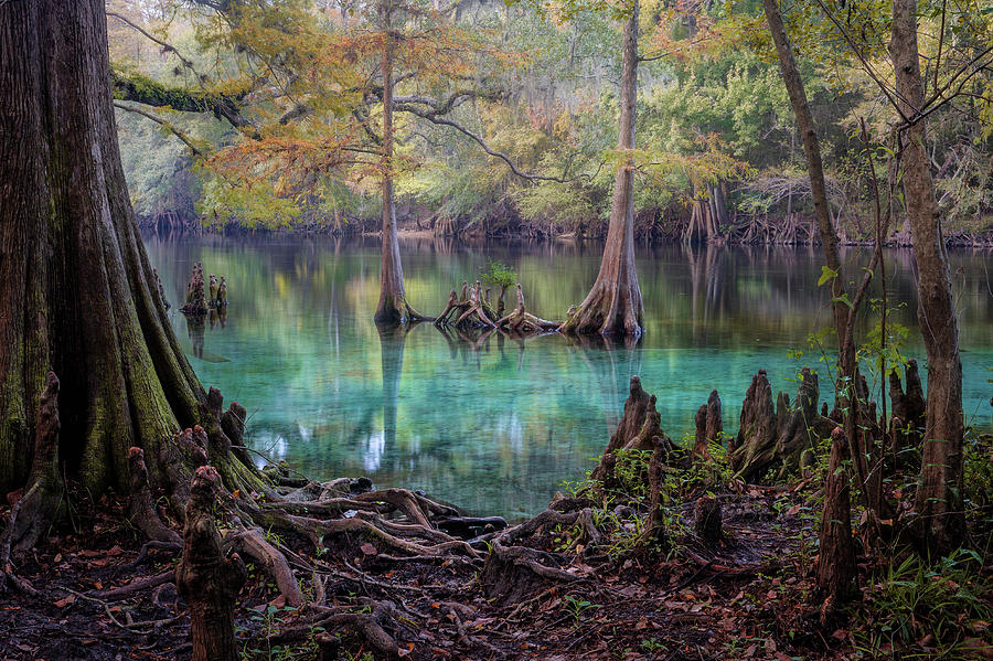 Majestic Cypress Forest Photograph by Alex Mironyuk